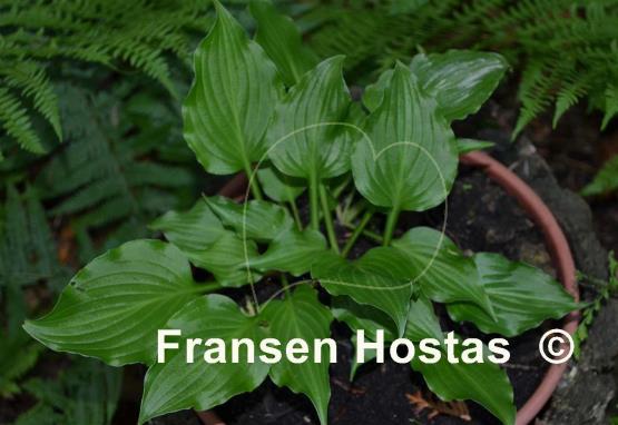 Hosta Betty